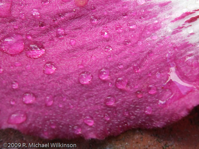 Water Drops of Floss Silk Petals