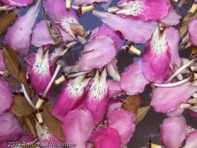 Floating Floss Silk Petals