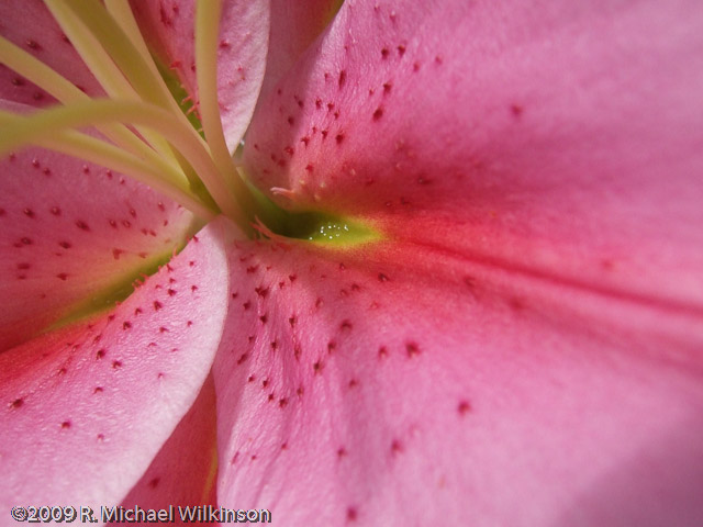 Stargazer Lily