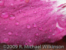 Water Drops on Floss Silk Petal